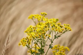 Ragwort wheat.jpg